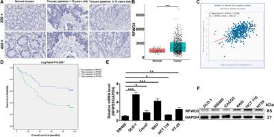 RFWD3 Participates in the Occurrence and Development of Colorectal Cancer via E2F1 Transcriptional Regulation of BIRC5